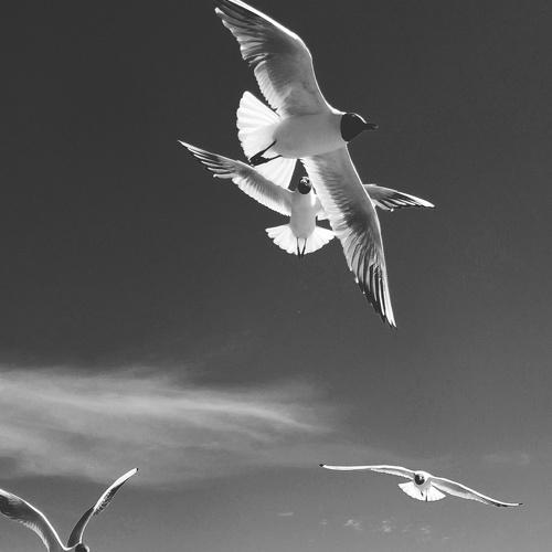 Photo #3883693