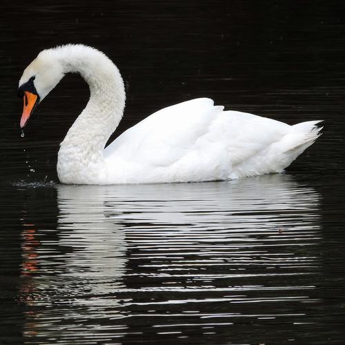 Beautiful mute swan with a droplet