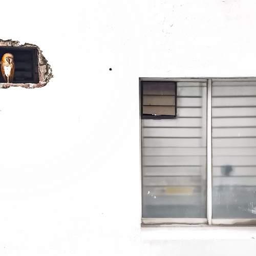 Shelter