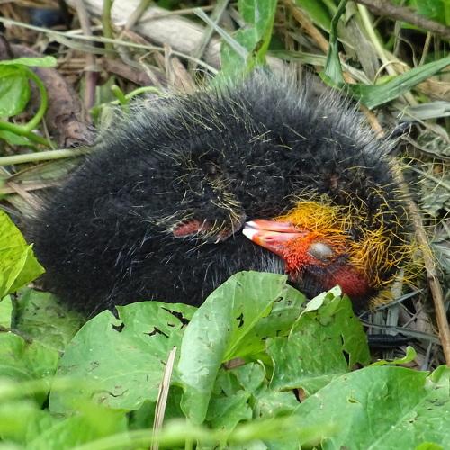 Sleeping Baby Coot