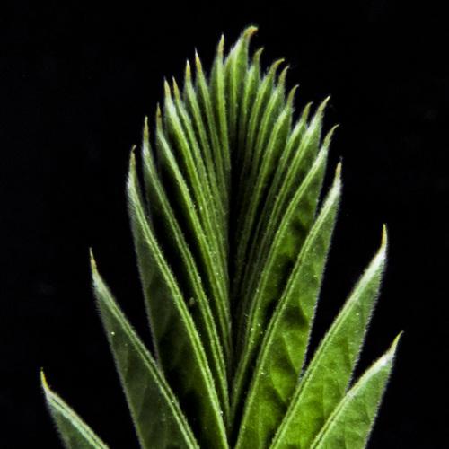 Green life