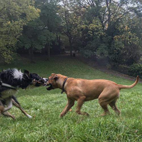 Tug of stick!