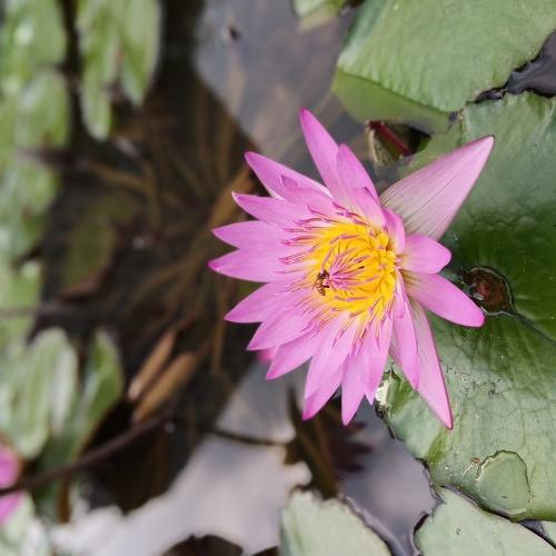 The Bee on a Water Lily