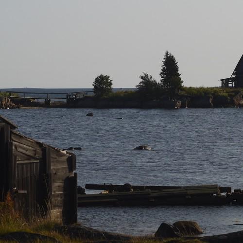 У самого Белого моря.