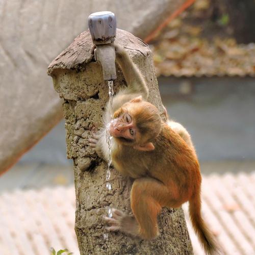 This World is not only for Humans