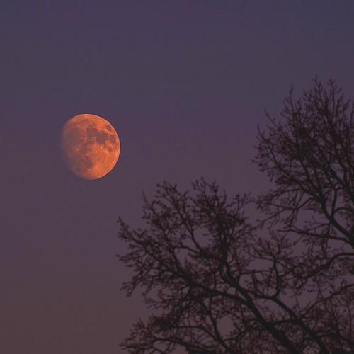 Moonlight