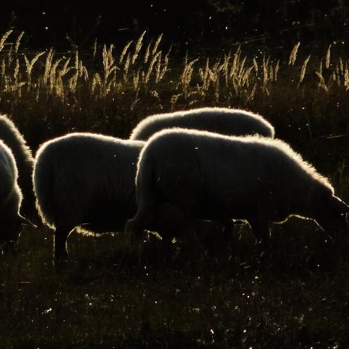 Photo #3910152