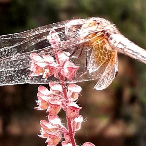 God's delicate creation