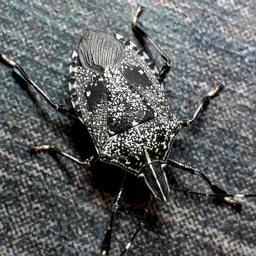 Photo #3920719