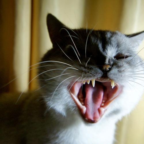 Photo #3922955