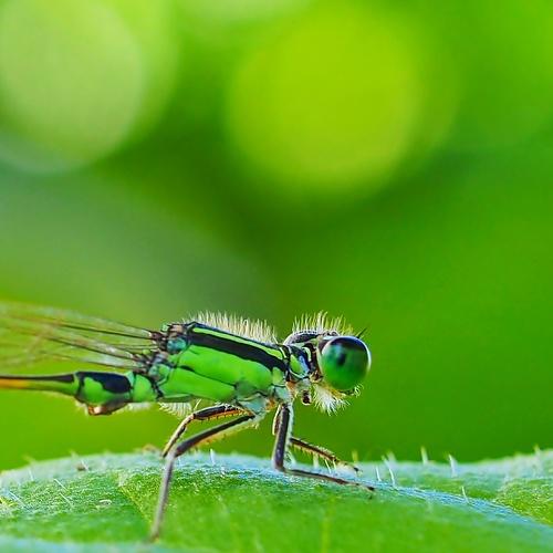 Fly