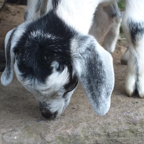 A baby goat