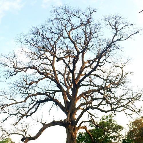 Miracle of Nature