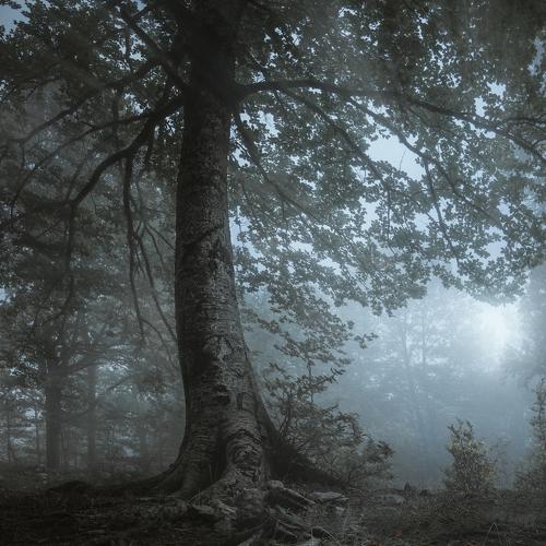 The cold white light ...