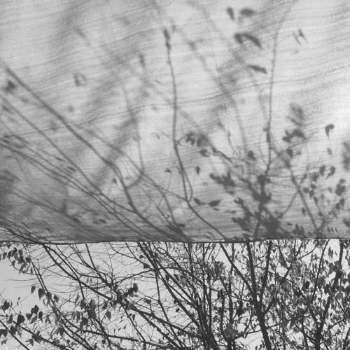Photo #3930015