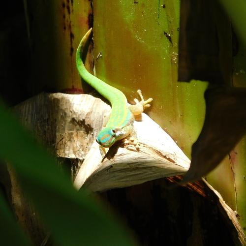Starring actor : Mr Gecko