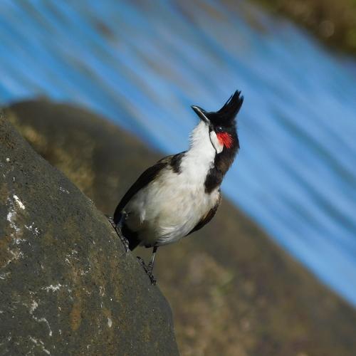 Bulbul