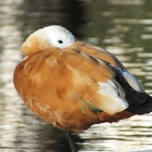 Photo #3936934