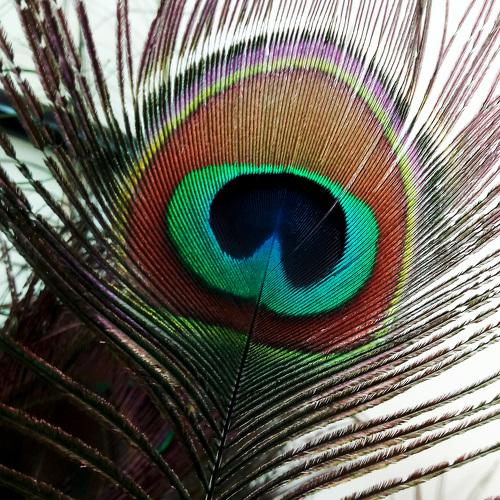 Photo #3937311