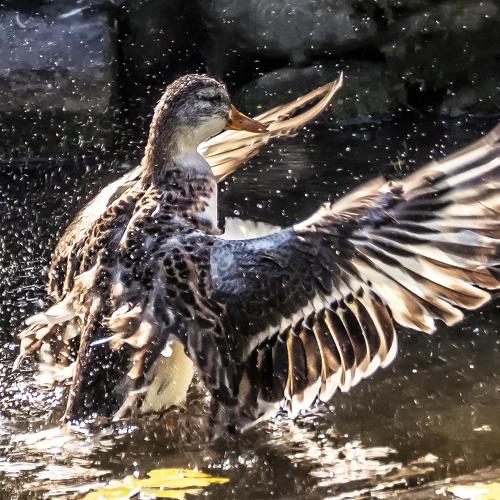 Photo #3938848