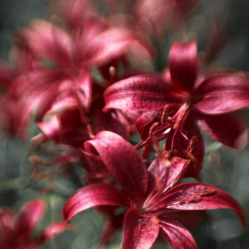 Photo #3941650
