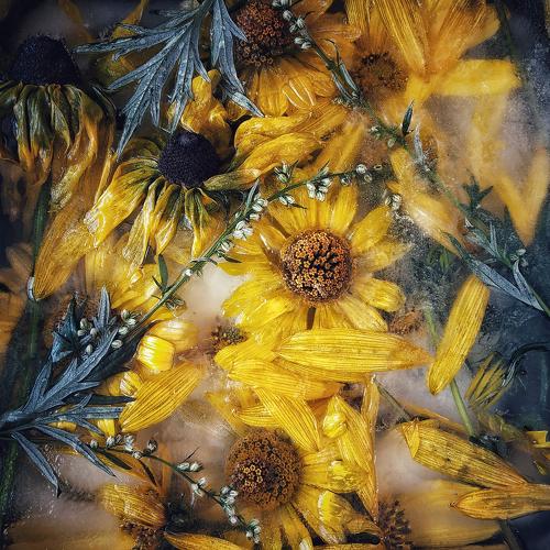 Photo #3941653