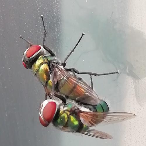 The green flies sexual intercourse