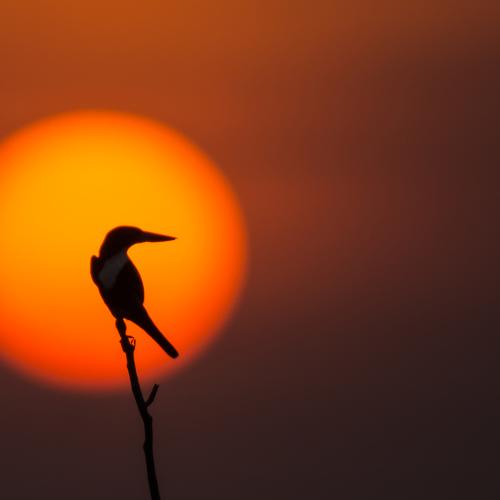Kingfisher Enjoying Sunset