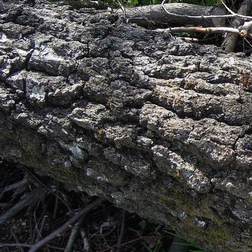 Photo #3950228