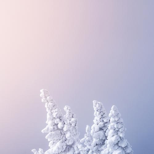Photo #3951127