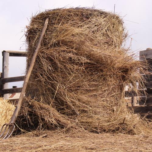 Photo #3956488