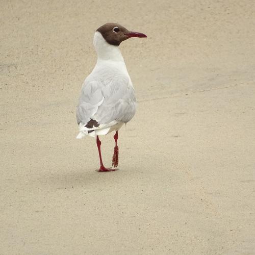 Gaviota de Cahuil