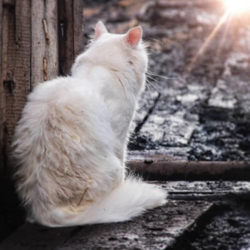 Photo #3959053