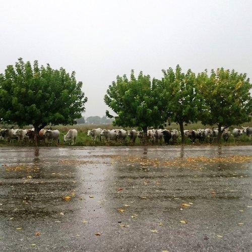 Photo #3962345