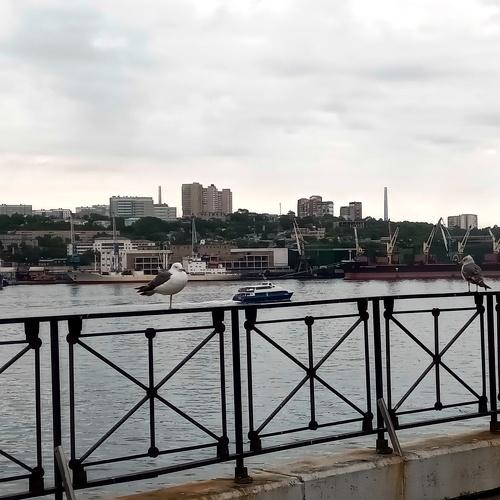 Птицы Владивостока.