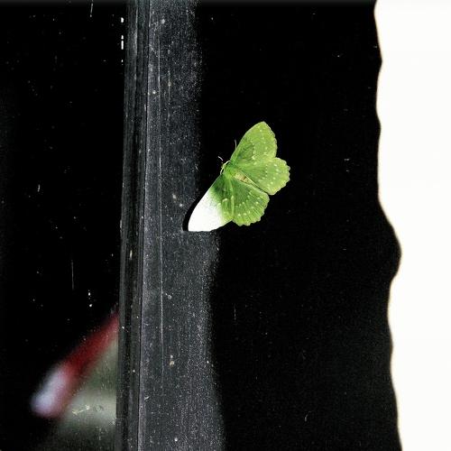 Butterfly Of The Prophet ...
