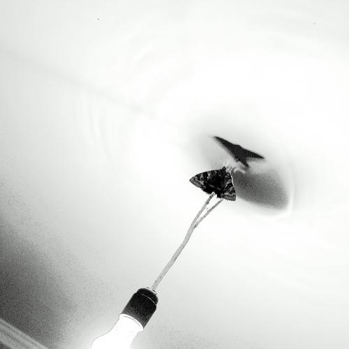 School Of The " Gray Moth " ... Night Guest ...
