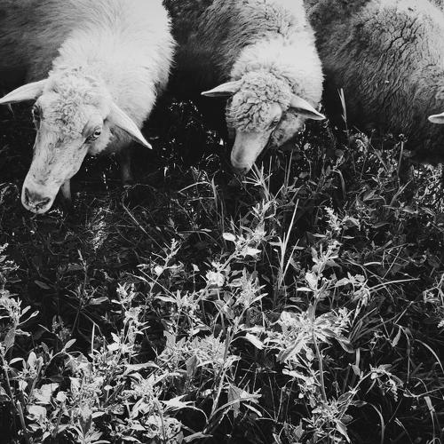 Three sheeps