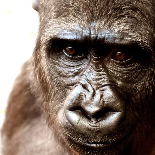 Photo #3969636