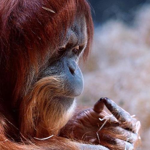 Photo #3970227