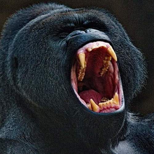 Photo #3970238