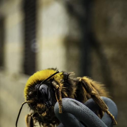 Bumblebee