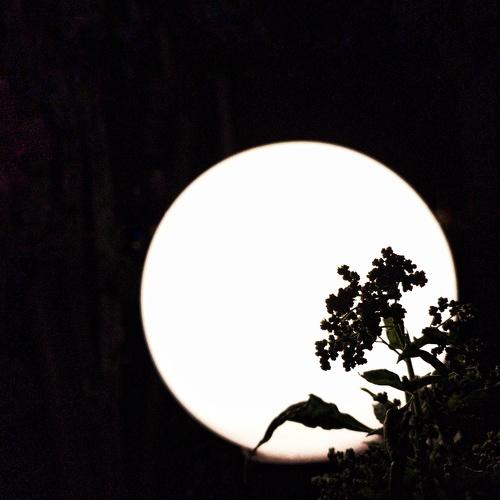 Photo #3972927