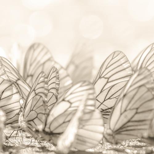 Photo #3974302