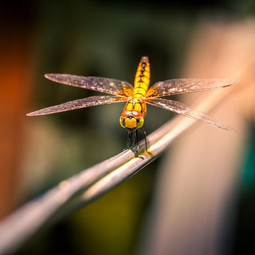 Photo #3975087