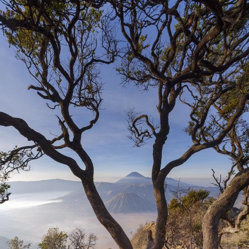 Dancing tree