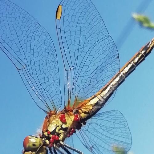 Photo #3975797