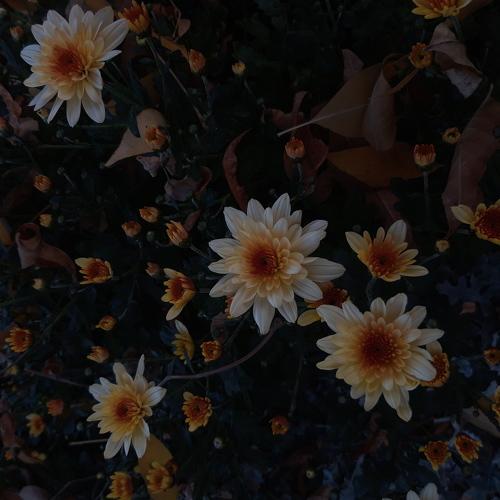 Photo #3978439