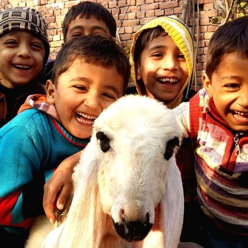Happy Babies with lamb