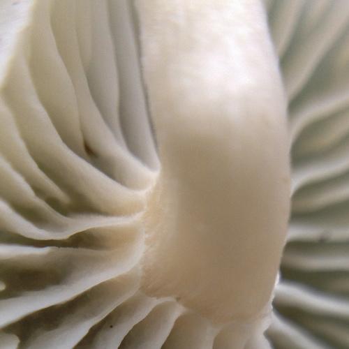 Photo #3979952
